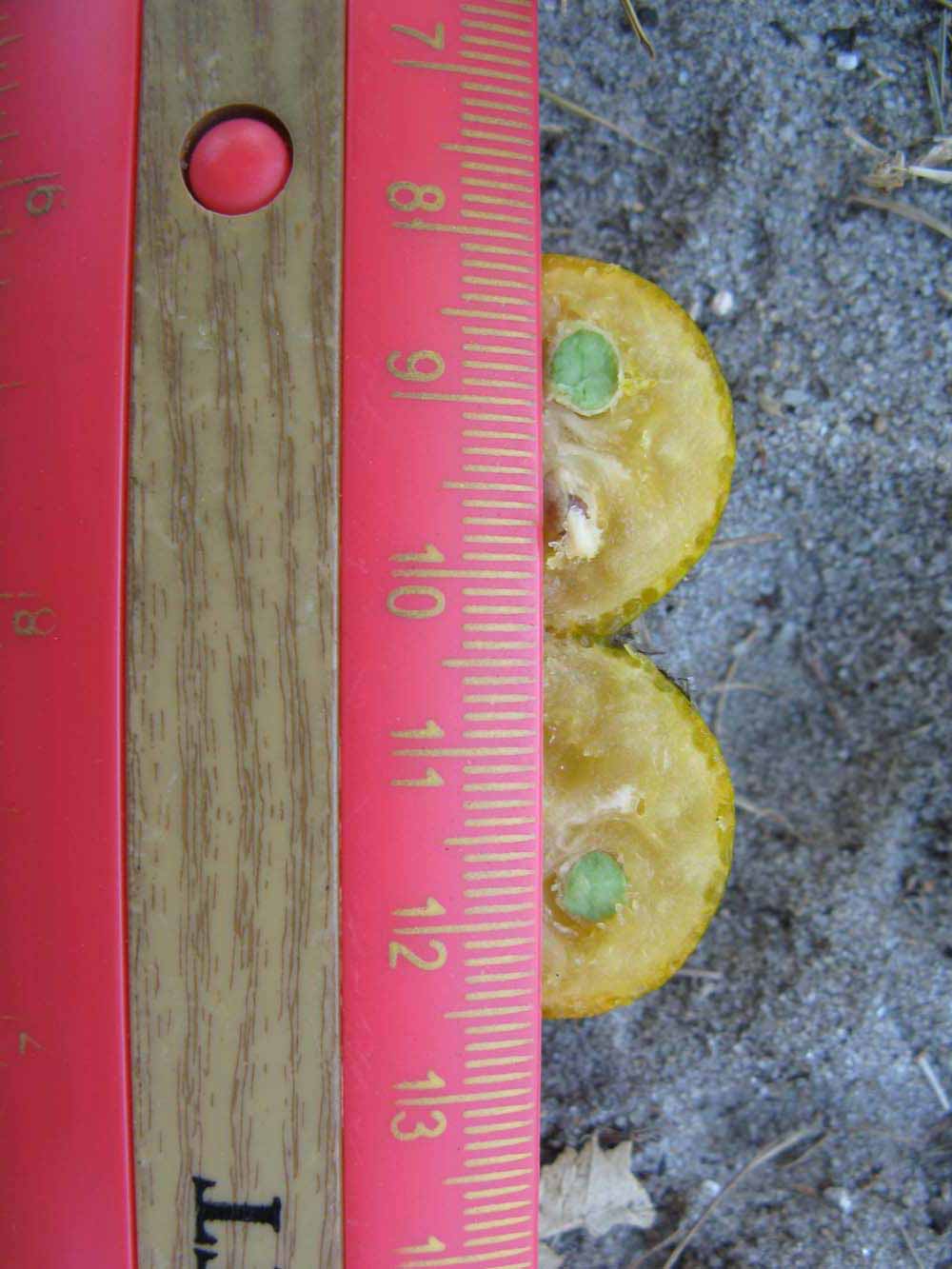              Fruit cross-section (Winter Haven, FL)       